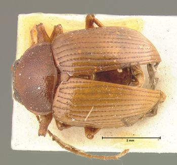 Media type: image; Entomology 9820   Aspect: habitus dorsal view